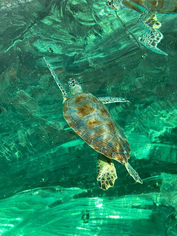 CI 2027 Nonrefundable deposit