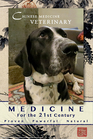 Poster: Chinese Medicine Veterinary